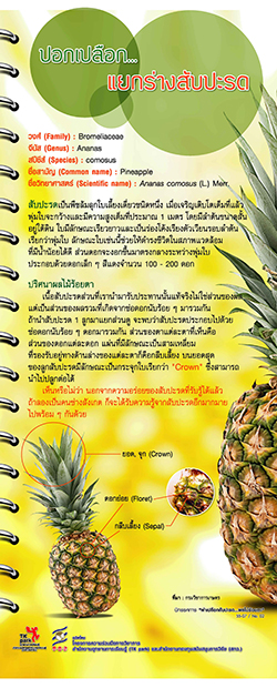 Pineapple-2.jpg